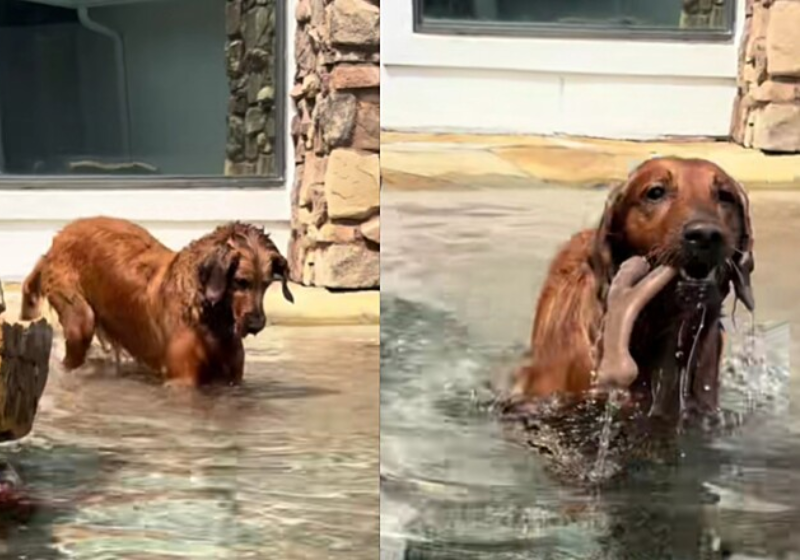 Remy só quer saber de brincar! A golden invadiu a casa do vizinho para se divertir na piscina - Foto: reprodução Tiktok