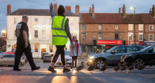 Guarda de travessia voluntário mantém patos seguros todas as noites em Thrisk- Foto: SWNS