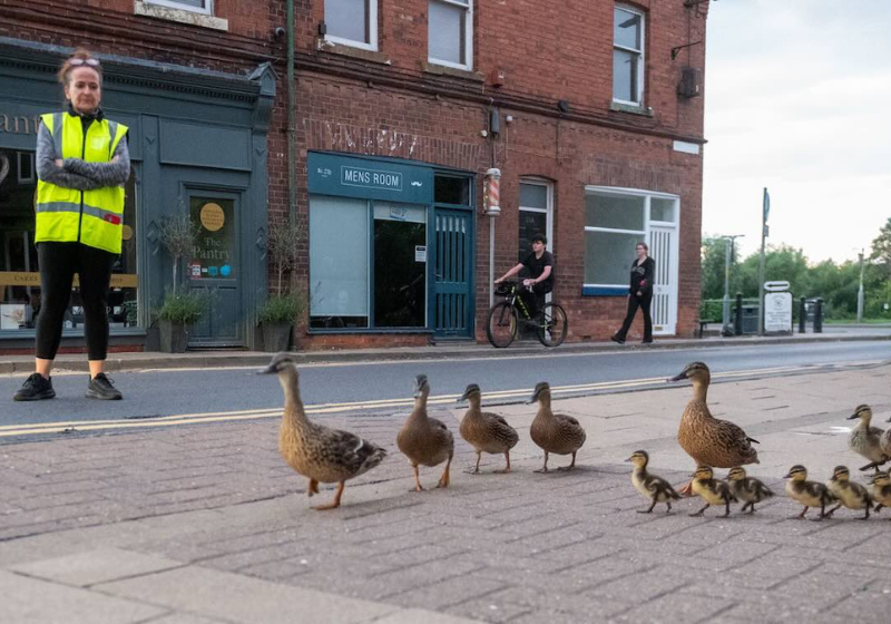 O amor desses humanos por uma família de patos é encantador! Eles guiam as aves toda noite para evitar novos atropelamentos, em uma cidade da Inglaterra. - Foto: SWNS