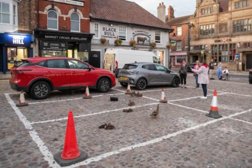 Patos sonolentos mantidos em segurança com cones de trânsito –Foto: SWNS