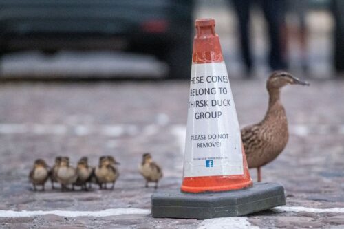 Cone de trânsito marca local de dormir para patos de Thirsk - Foto: SWNS
