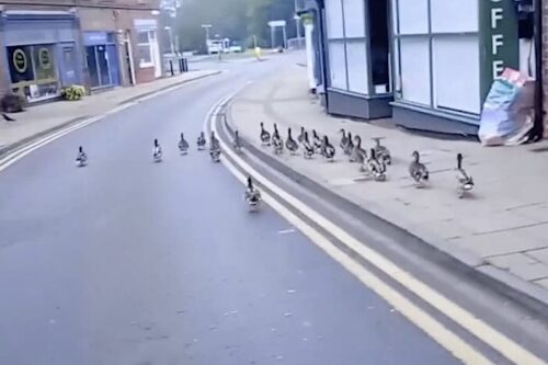 Bando de patos caminhando pela cidade – Foto: SWNS