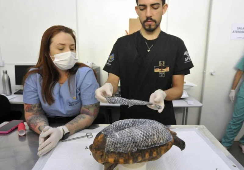 A pele de tilápia curou as feridas do jabuti, que foi queimado durante um incêndio florestal em Brasília - Foto: Marcelo Ferreira/CB/D.A Press
