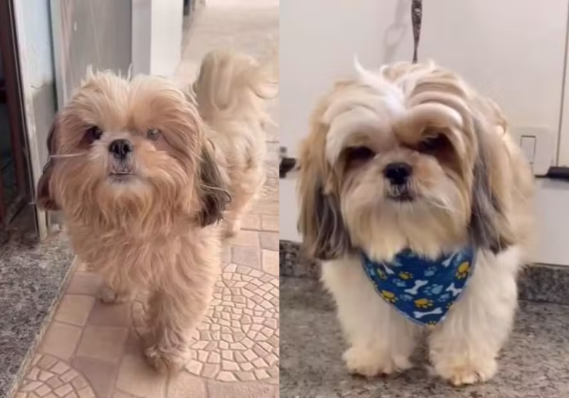 O cachorro Pipoca sai de casa sozinho e vai até o petshop para tomar banho. Independente é ele! - Foto: reprodução redes sociais