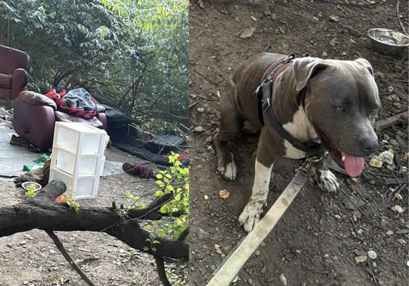 Pitbull pede ajuda para tutores que estavam inconscientes na mata; anjo de 4 patas O pitbull esperto pediu ajuda para os tutores, que estavam desmaiados na mata. Um homem entendeu, foi até o local e resgatou os dois. - Foto: Gary ‘Ellgene‘ Thynes/Facebook