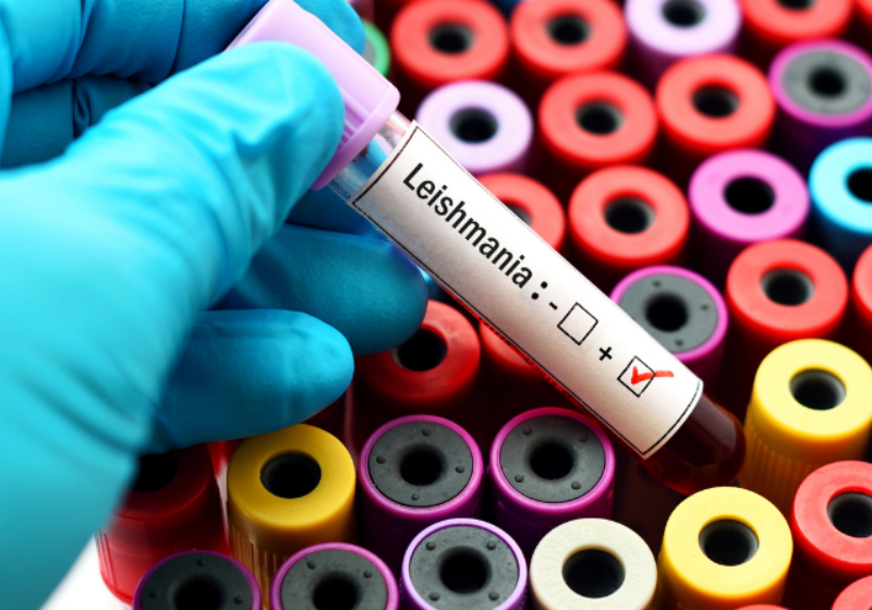 A Fiocruz e parceiros estrangeiros conseguiram um feito histórico no tratamento contra leishmaniose, doença que pode ser mortal e não tem novos remédios a décadas. - Foto: Pixabay