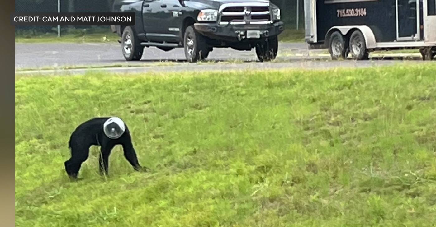 O urso encontrado com pote preso na cabeça perto de casas em Wisconsin (EUA). - Foto: Cam and Matt Johnson
