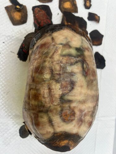 Jabuti após a retirada da pele de tilápia - Foto: Arquivo pessoal