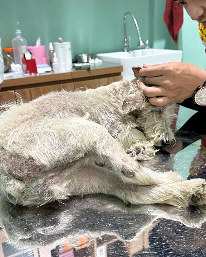 Milky precisou passar duas semanas internada. - Foto: TikTok/@toxicrown