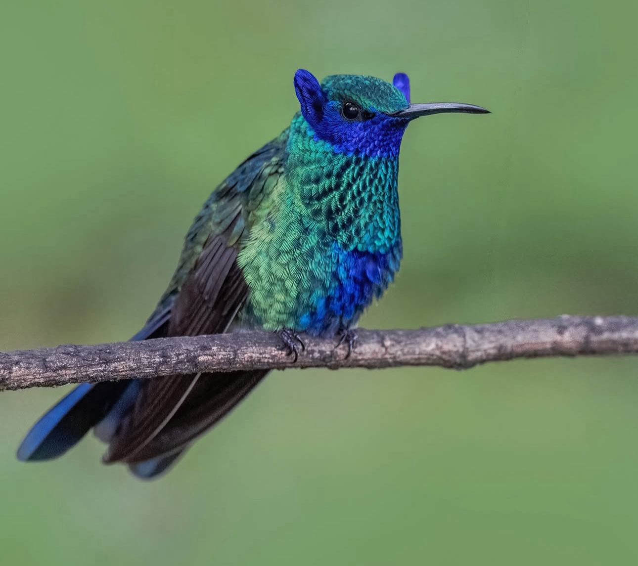 O beija-flor com orelhas azuis registrado na Colômbia. - Foto: Diego Emerson