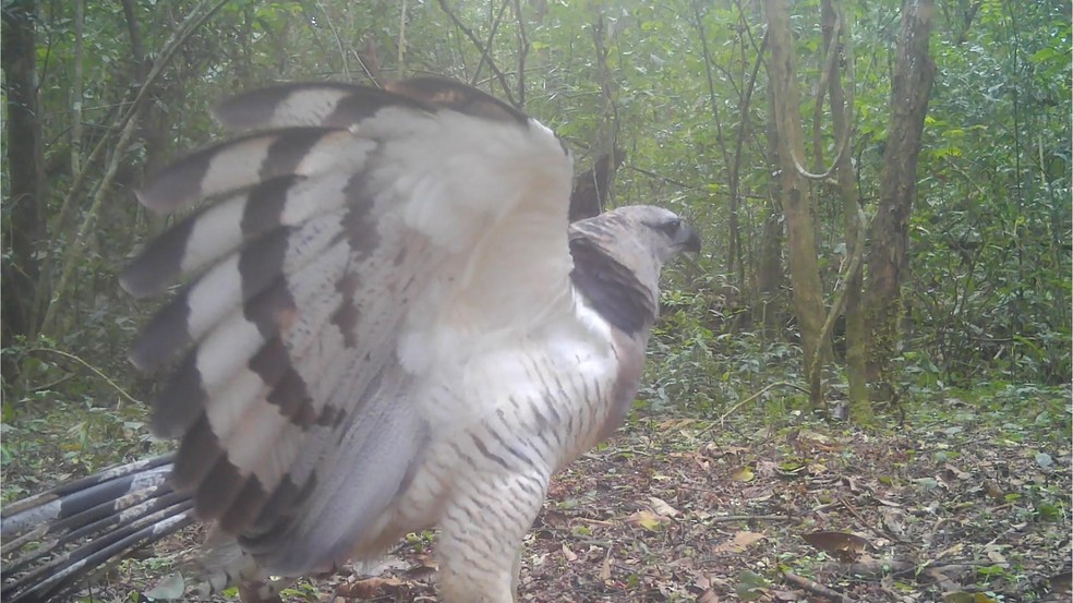 Ave rara é avistada em área de proteção no Paraná — Foto: Projeto Onças do Iguaçu