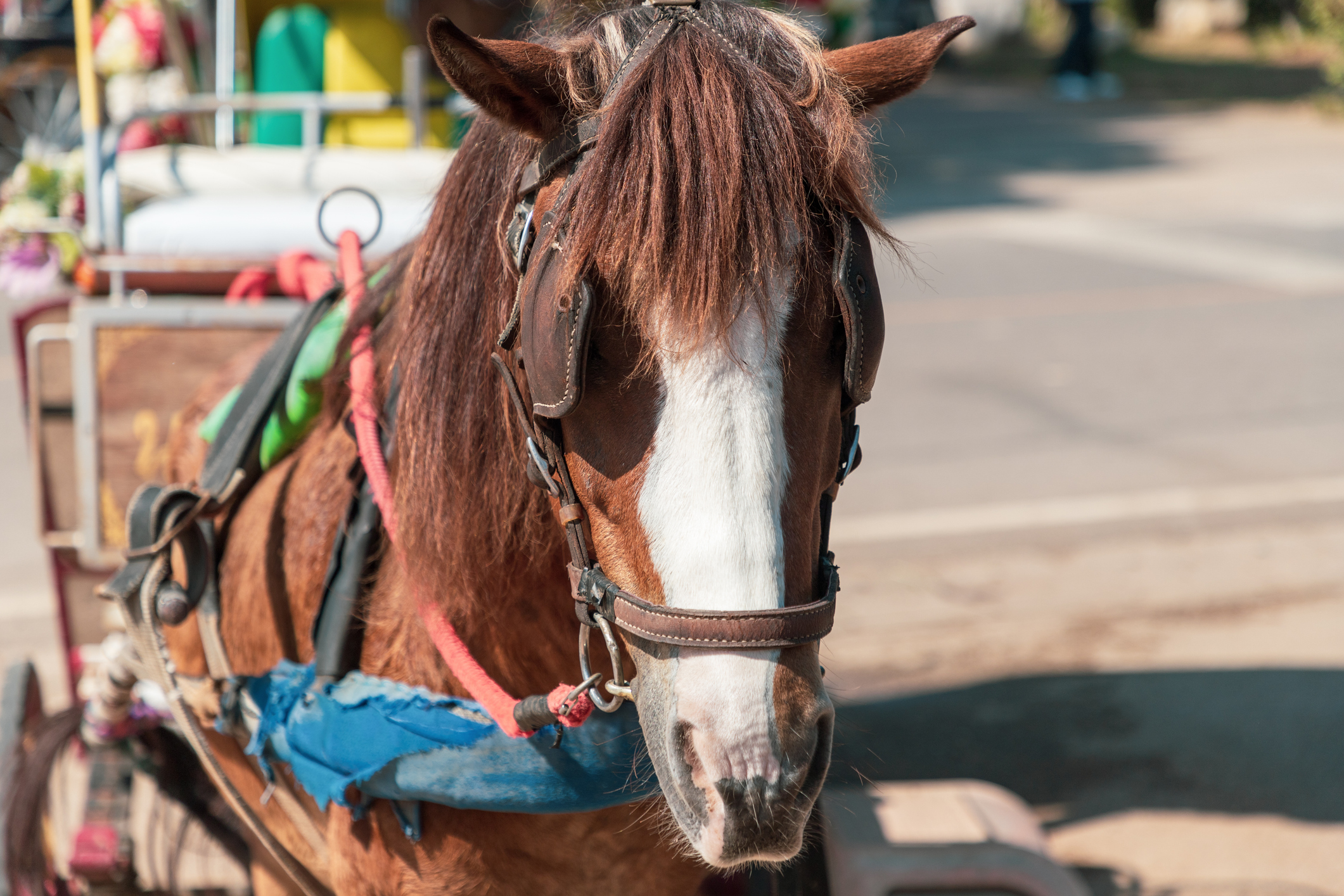 Projeto de lei, aprovado em comissão da Câmara dos deputados, prevê prisão e multa para responsáveis por animais puxando carroça. - Foto: reprodução/TJMA