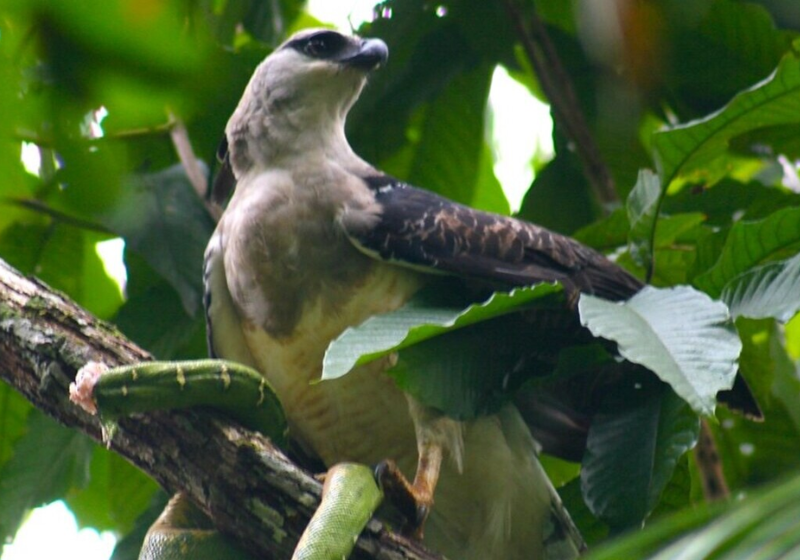 A ave uiraçu era considerada extinta, mas foi reencontrada por pesquisadores do Paraná. O último avistamento dela foi em 1999. - Foto: reprodução