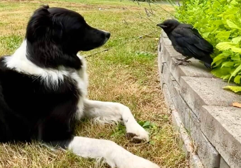 O cachorro e o corvo se tornaram melhores amigos e hoje não se separam mais. Amizade que parece filme, mas é vida real. - Foto: Autumn Buck