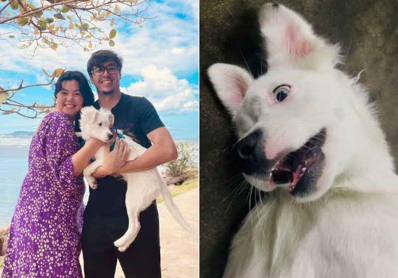 Zoki, o cachorro surdo foi adotado por um casal também surdo e está aprendendo a se comunicar com os tutores em Libras, em São Paulo. - Foto: arquvo pessoal