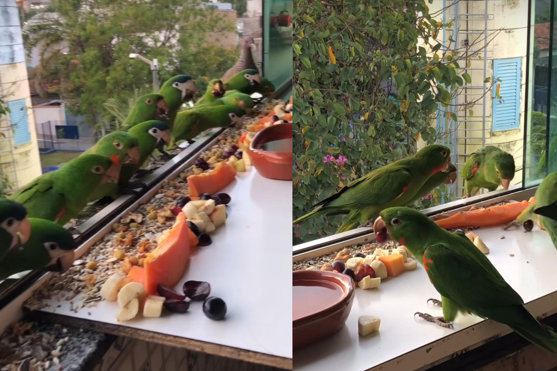 Dezenas de aves, das espécies maritaca, maracanã e periquito-rico, vão todo dia na janela de um apartamento em São Paulo tomar o café da manhã. A dona faz um banquete para eles. - Foto: reprodução/Instagram