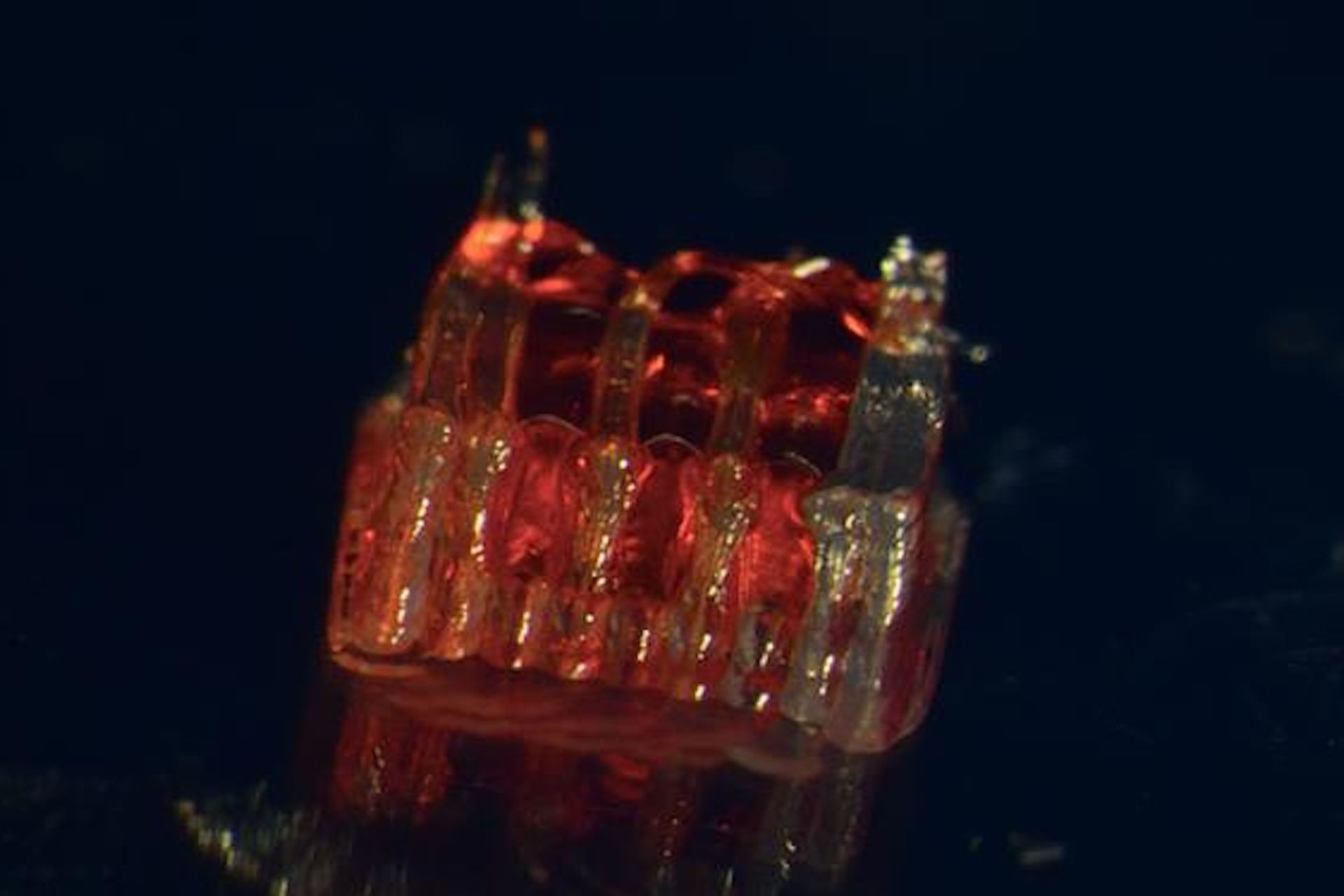Cientistas dos EUA conseguiram recuperar medula espinhal lesionada construindo uma espécie de andaime, em 3D. Reverteram lesões em ratos. - Foto: McAlpine Research Group / University of Minnesota