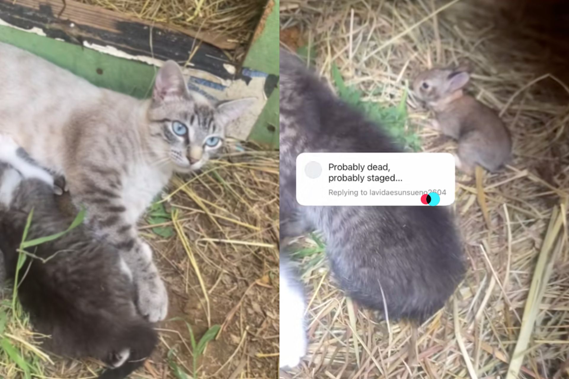 Essa gatinha adota um filhote de coelho órfão, leva para a ninhada dela e passa a amamentar o bichinho, num celeiro nos EUA. - Fotos: reprodução/redes sociais