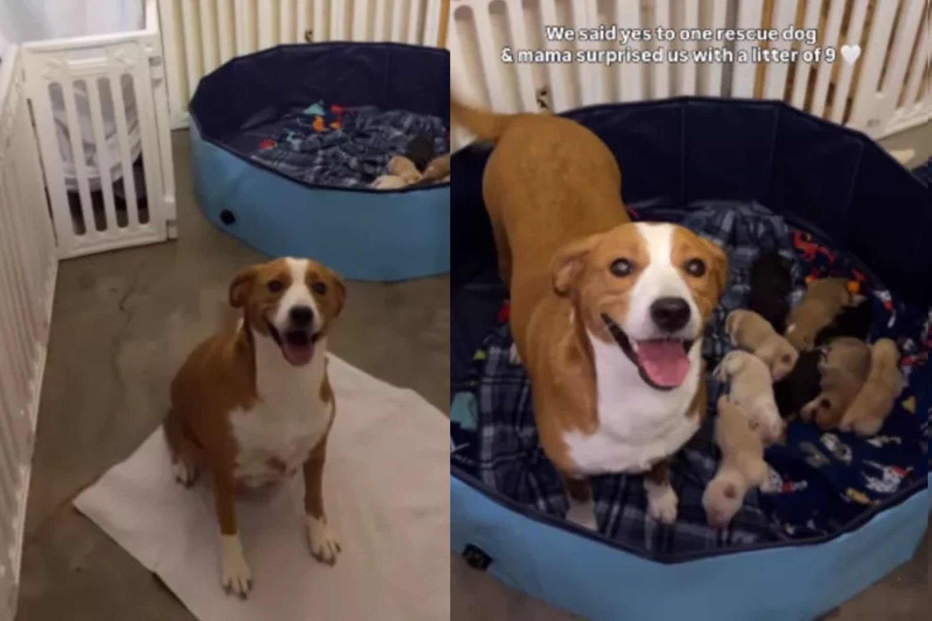 Esta cachorrinha resgatada grávida foi encontrada a tempo, levada para um abrigo e teve 9 filhotinhos nos EUA. Ela abriu um sorriso para agradecer. - Fotos: @pawsitivelyposhpetresort / Instagram