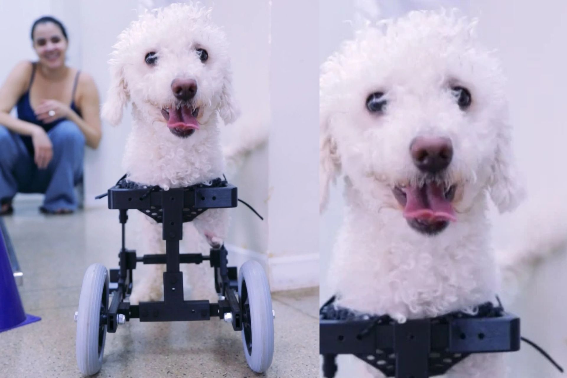 Estudantes de Brasília criaram uma cadeira de rodas feita em 3D, de baixo custo, e adaptada para o cachorrinho poodle Bili, que nasceu sem as patas dianteiras. - Foto: Reprodução/instagram/@uniceub_oficial
