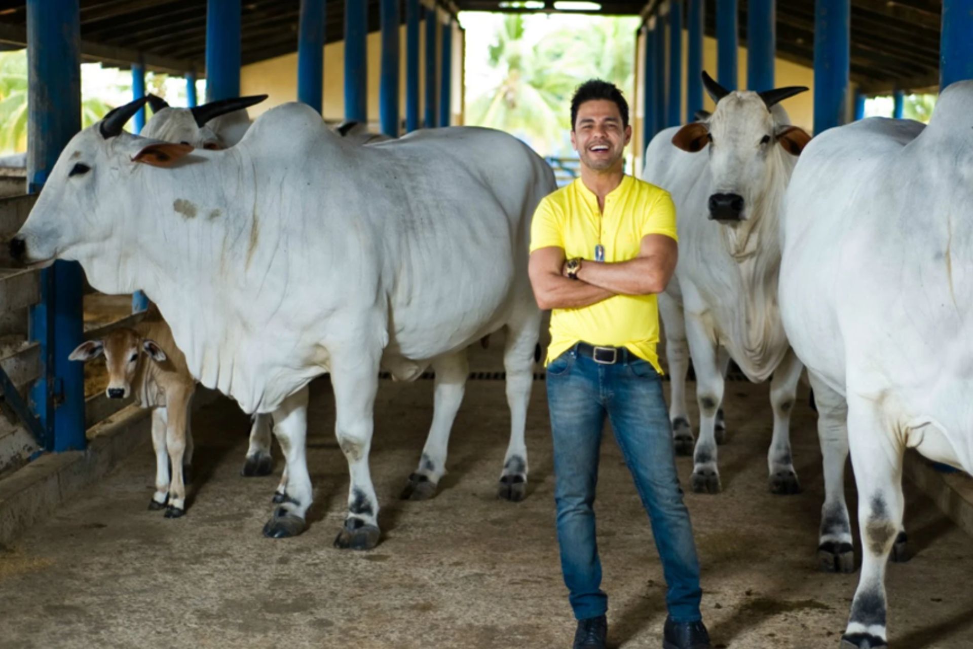 A fazenda "É o Amor", que Zezé Di Camargo tem em GO, não abate mais animais e virou santuário. - Foto: redes sociais