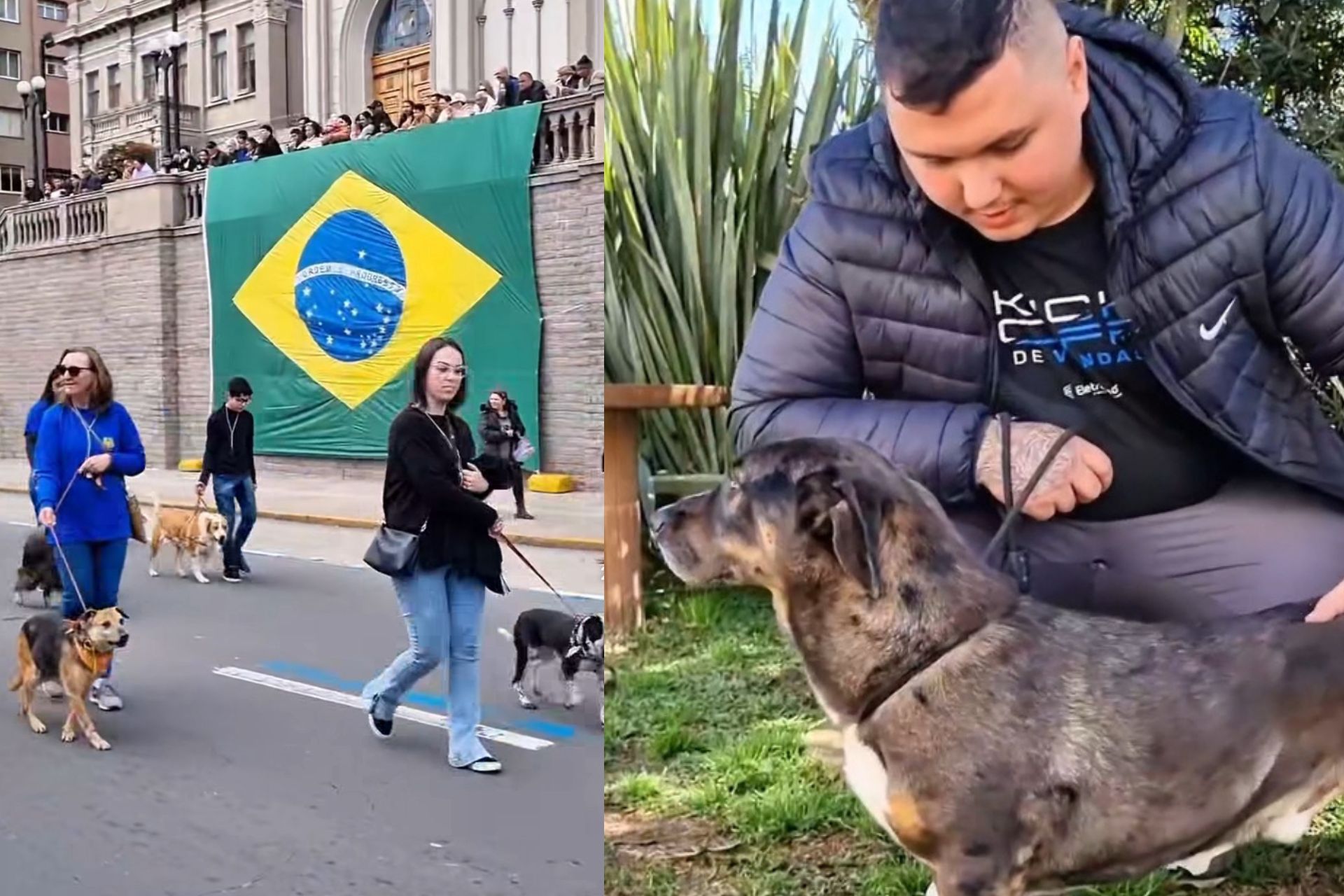 O Michael, tutor do cão desaparecido nas enchentes do RS, encontrou o Bradock desfilando no 7 de Setembro com os cães da DPA, em Caxias do Sul. - Fotos: reprodução/DPA