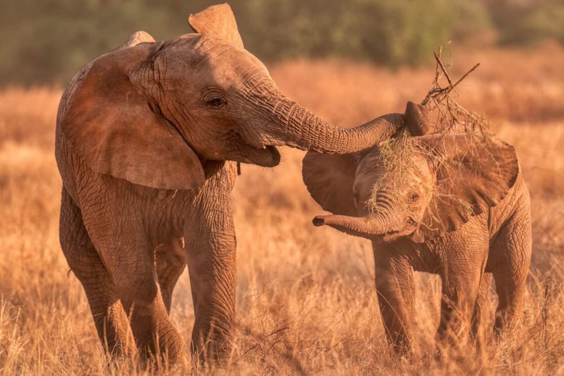 Os bebês elefantes mais felizes do mundo vivem livres e protegidos no Quênia, na África. Foto: Andy Rouse/SWNS