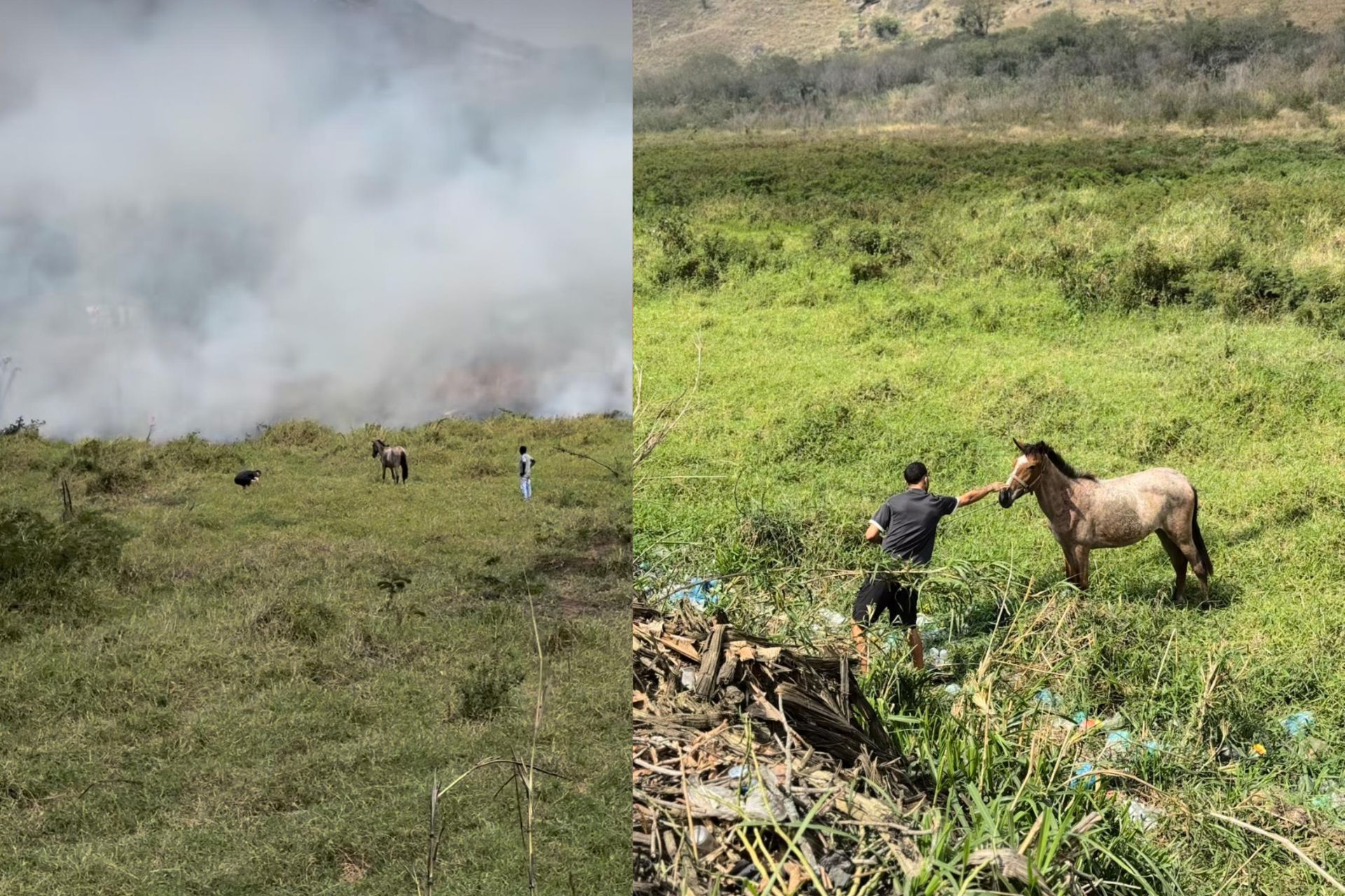 O motorista dirigia numa estrada no RJ quando viu o cavalo preso ao lado do incêndio na mata. Ele parou para salvar o animal. - Fotos: reprodução/redes sociais