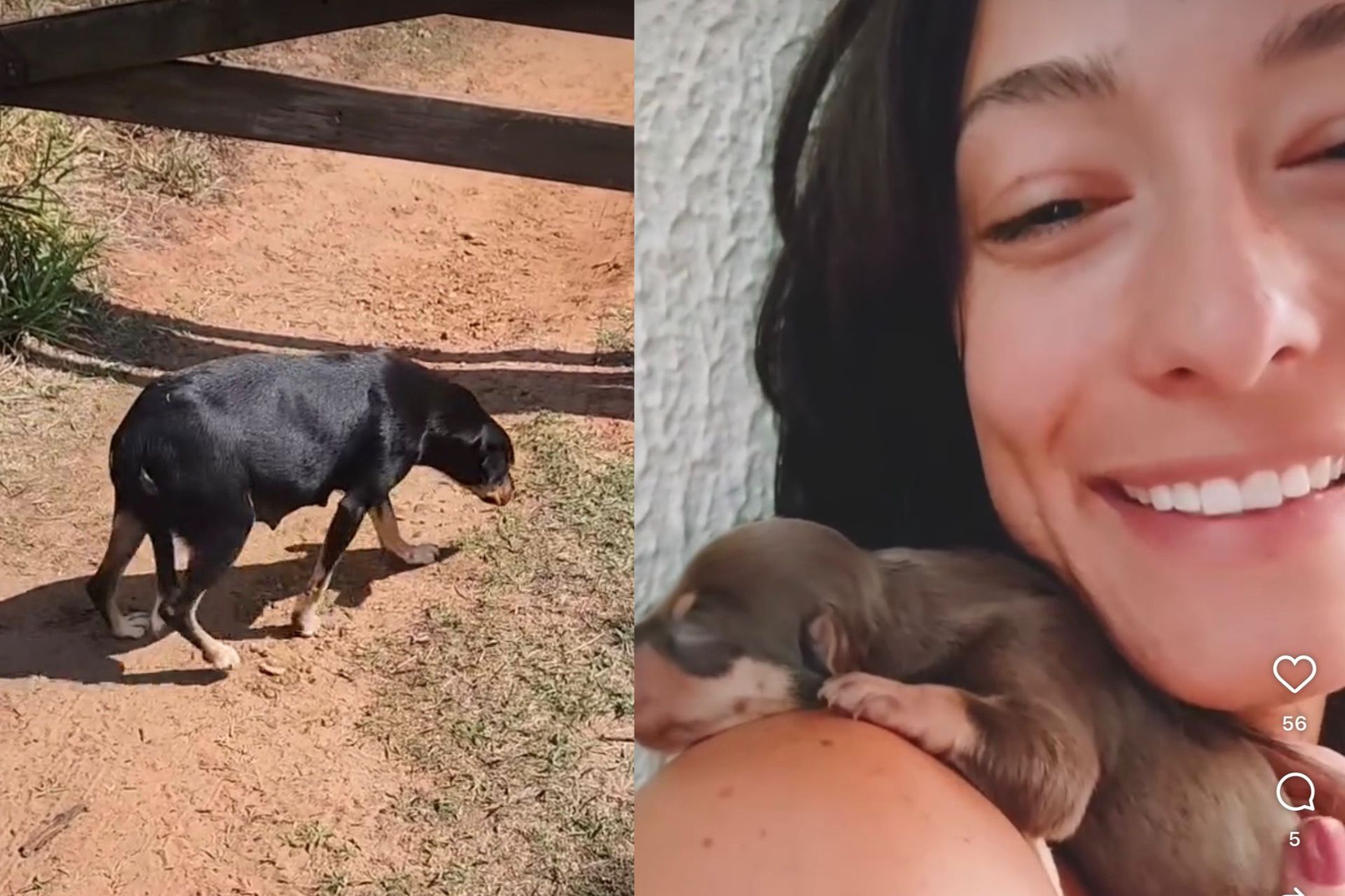 A médica veterinária Cacá Cardoso resgatou essa cachorrinha abandonada grávida numa estrada rural de SP. Foi tanto amor que ela adotou a mãezinha. - Fotos: reprodução/Tiktok