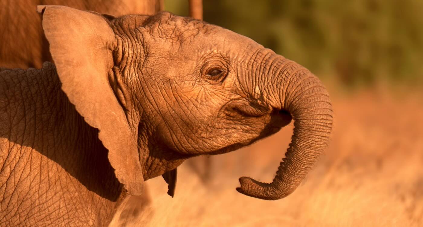 Olha a carinha de alegria dele. - Foto: Andy Rouse/SWNS