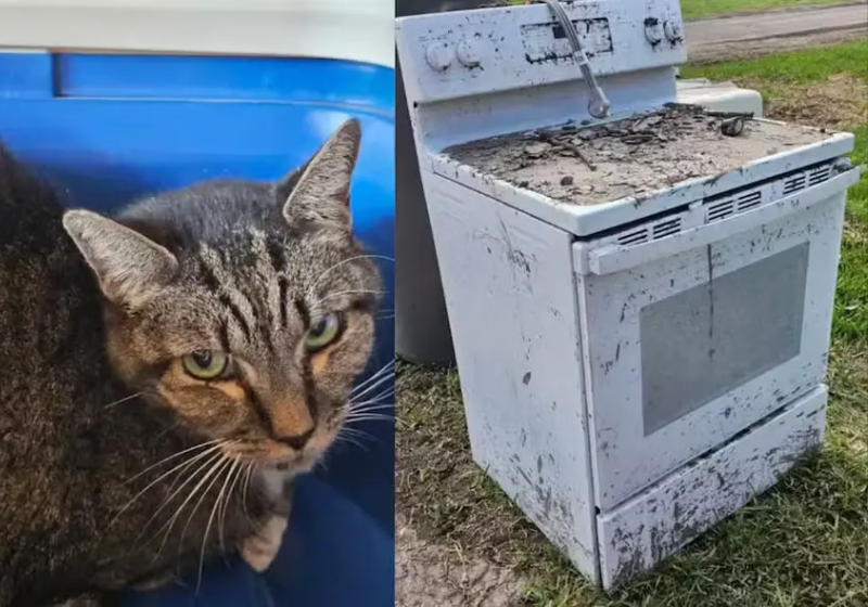 O gatinho foi encontrado preso dentro do forno após a enchente de Julho no Texas (EUA). Não se sabe quanto tempo ele ficou lá sozinho. - Foto: BETH PATTERSON/KERRVILLE PETS ALIVE!