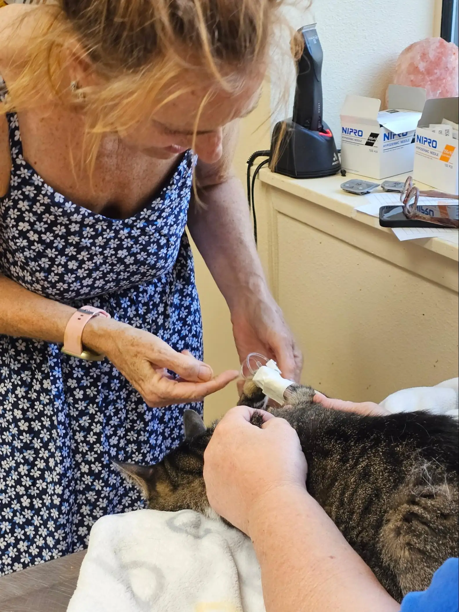 O gatinho encontrado no forno foi atendido por veterinários. - Foto: BETH PATTERSON/KERRVILLE PETS ALIVE!