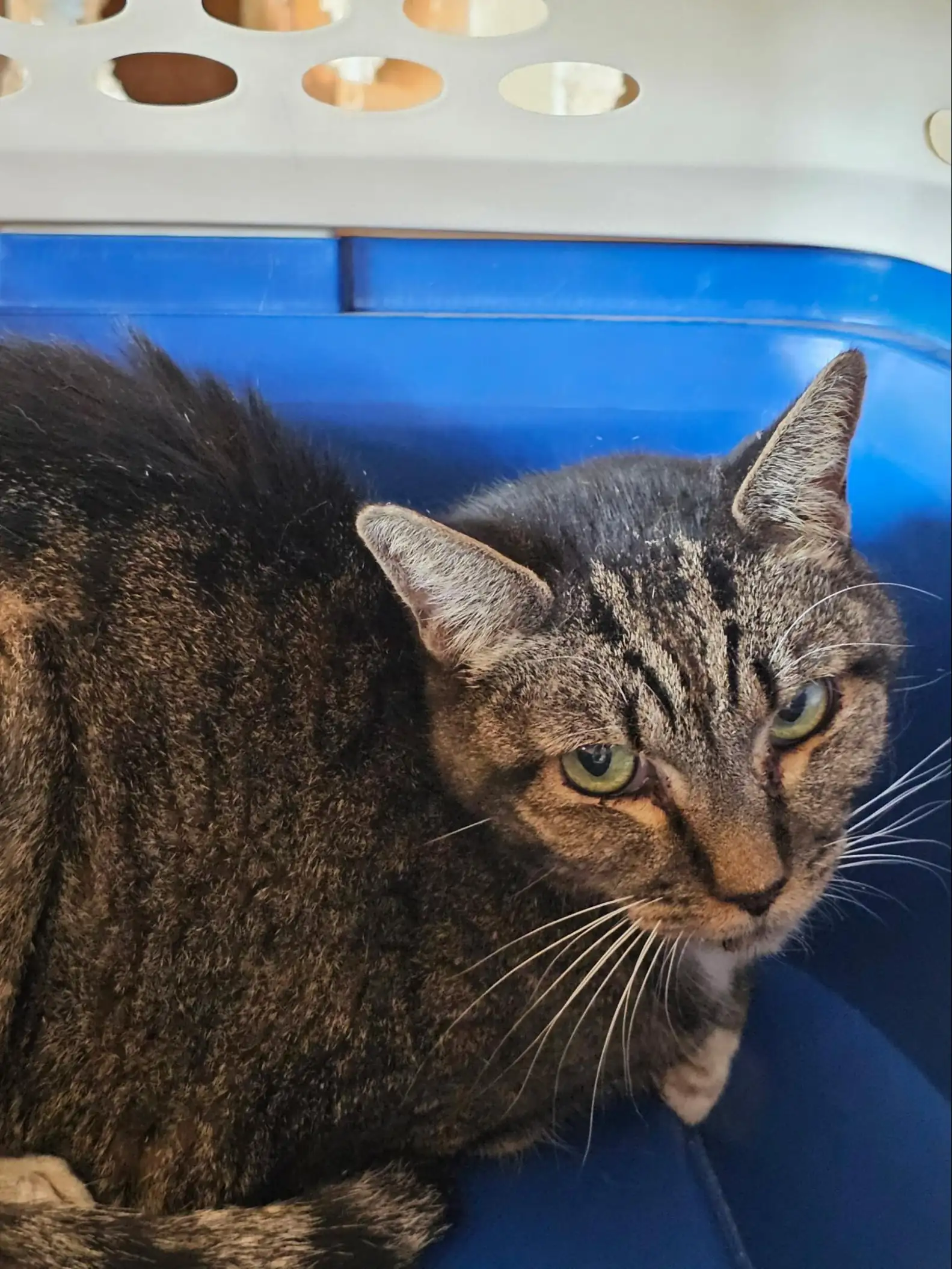 O gatinho está recuperando e passa bem. - Foto: BETH PATTERSON/KERRVILLE PETS ALIVE!