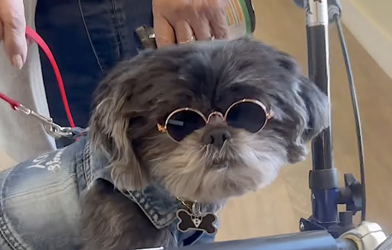 Fala se o Chewy não é um charme! - Foto: The Philomena / Facebook