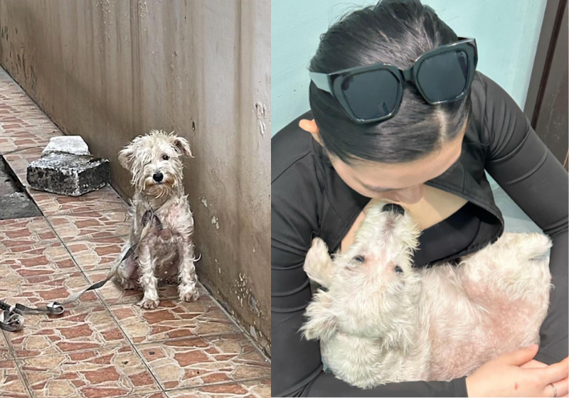 Esta cachorrinha, que vivia amarrada na casa da antiga família, foi resgatada, tratada, adotada e está linda em um lar, na Indonésia. Veja a transfomação. - Foto: TikTok/@toxicrown
