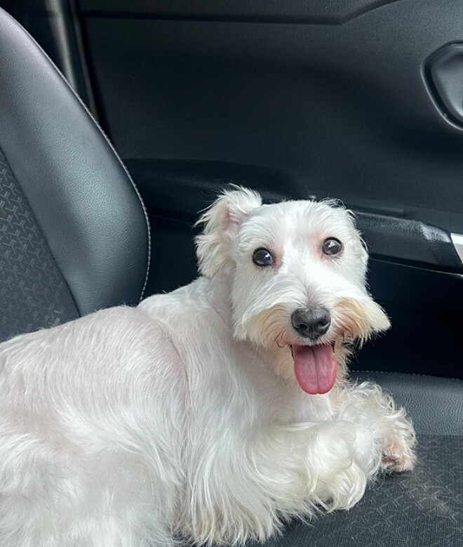 Hoje, ela é uma linda schnauzer. - Foto: TikTok/@toxicrown