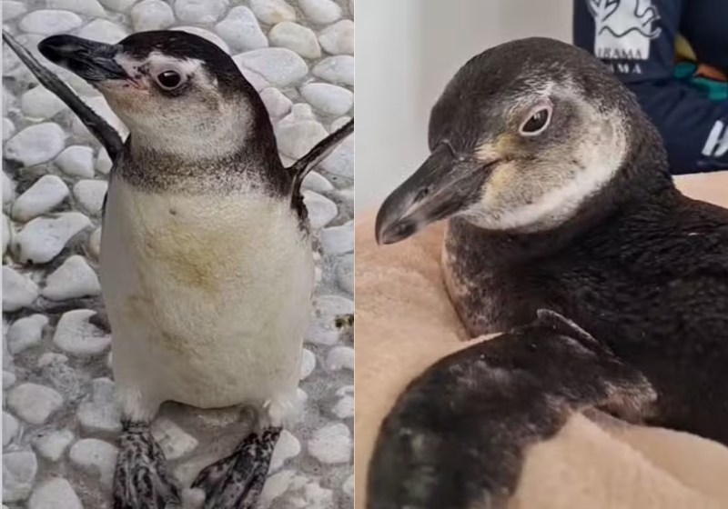 Pinguim faz transfusão de sangue e ajuda colega com anemia no Espírito Santo. Na foto, o animal que fez a doação (esquerda) e o que recebeu (direita). — Foto: Ipram