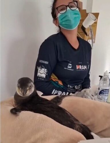 Pinguim com anemia recebeu transfusão de sangue no Espírito Santo. — Foto: Ipram