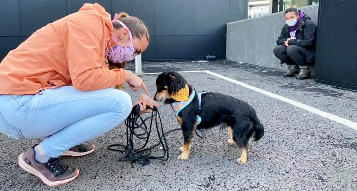 Rico foi treinado e hoje ajuda a resgatar outros animais - Foto: SWINS