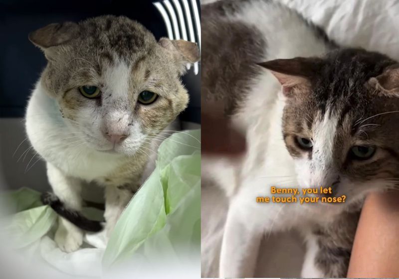 Ben, o gatinho triste, machucado e arisco, que foi resgatado, tratado e adotado, hoje parece outro bichinho. Fotos: reprodução/Thedodo