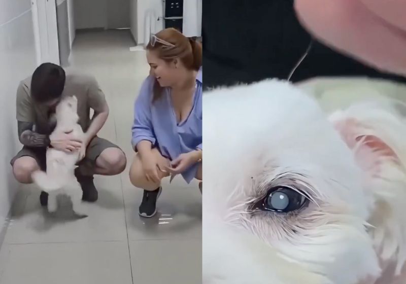 Este cachorrinho idoso, que ficou cego durante 10 anos, volta a enxergar após uma cirurgia de catarata e faz festa ao ver os tutores. - Fotos: reprodução/redes sociais