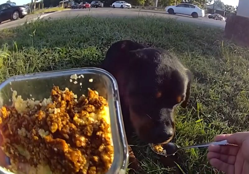 O policial Samuel Lopes deu comida da própria marmita para o filhote de cachorro ferido que encontrou na estrada, no Tennessee (EUA). - Foto: reprodução/Facebook