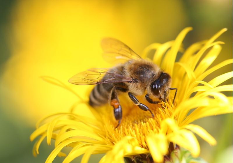 O primeiro soro brasileiro contra picada de abelha entra na última fase de testes, para depois ser aprovado pela Anvisa e distribuído no SUS - Foto: Lupac/Pixabay