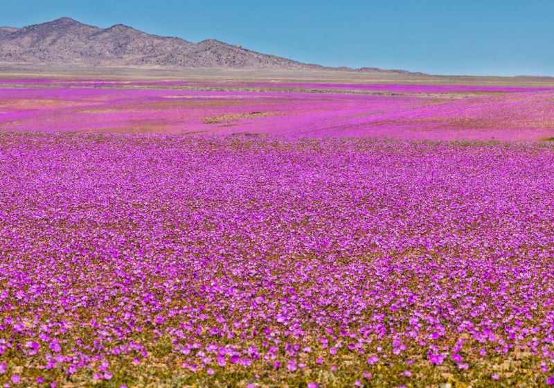 O deserto do Atacama, no Chile, ficou coberto de flores depois da chuva forte que caiu na região. Turistas adoraram. - Foto: ChileTravel