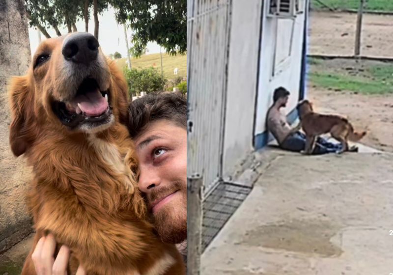 O cachorro caramelo Paiacin ajudou o influenciador Gustavo Tubarão durante uma forte crise de ansiedade em MG. Câmeras de segurança gravaram tudo. Fotos: reprodução/Instagram
