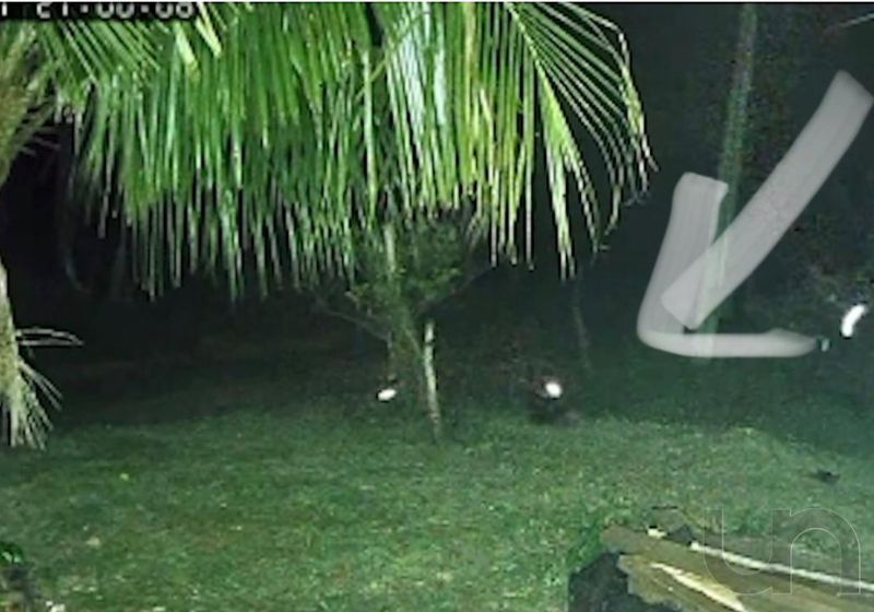 Bingo, o cachorro herói, enfrentou duas onças e impediu que invadissem a casa da família, numa chácara de Umuarama (PR). - Foto: Câmera de segurança