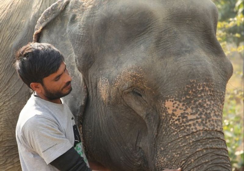 Cientistas do Reino Unido criaram uma vacina contra a doença que mais mata elefantes no mundo. Ela deu bons resultados sem efeitos colaterais. - Foto: Wildlife SOS