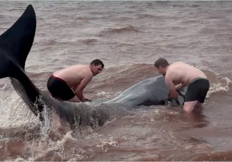 Dois homens conseguiram resgatar três baleias que estavam encalhadas em uma praia no Canadá - Foto: CTV News