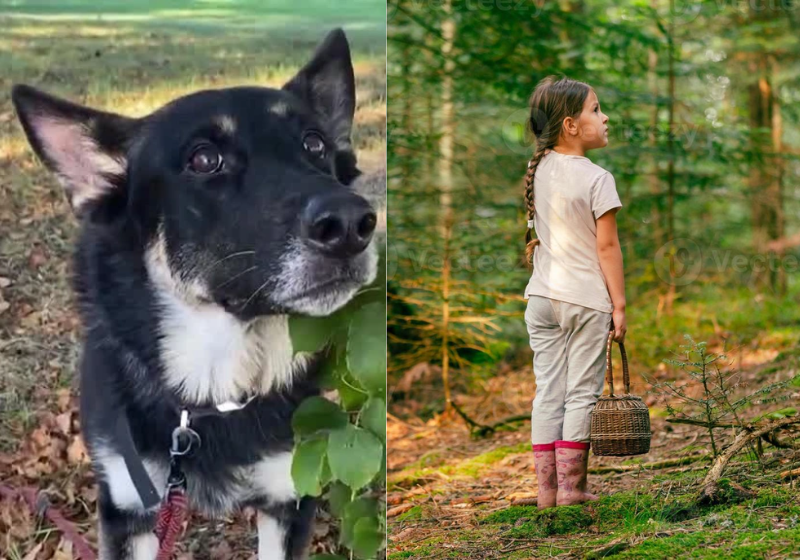Mais de 100 voluntários e um cão resgatam juntos uma criança que ficou desaparecida por horas numa floresta, nos EUA. - Foto: WMUR-TV