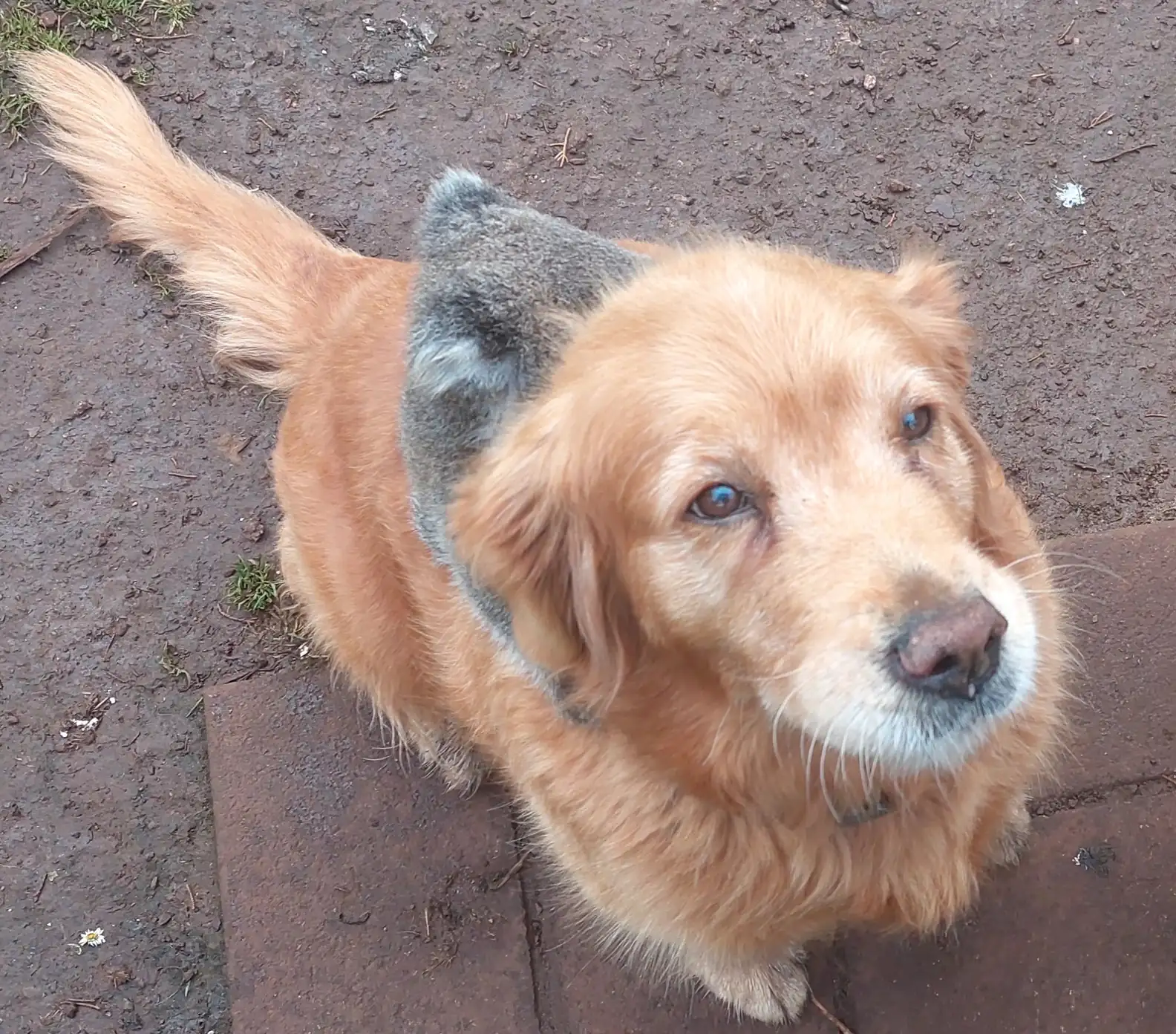 A carinha dela com o coala nas costas. -  Foto Steve Lamplough